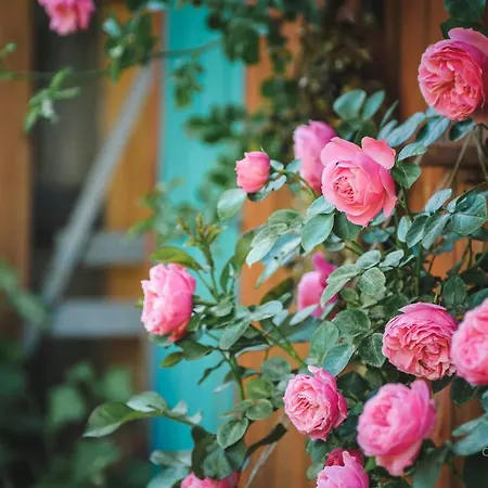 בית הארחה сонячна